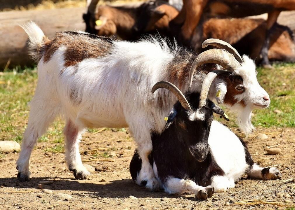 Goats